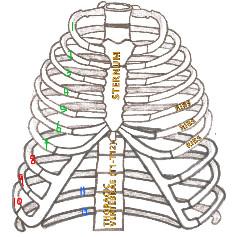 How many ribs are attached to the sternum?