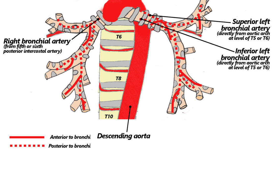 Bronchial Arteries